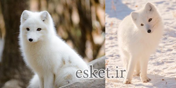 بانمک ترین حیوانات جهان - روباه های قطب شمال