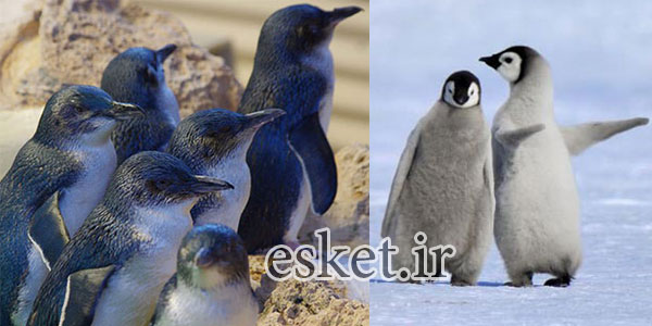 پنگوئن‌ های کوچک - بانمک ترین حیوانات جهان